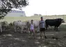 Bernard Malley et Marie Loison, à la tête d’un troupeau de 110 vaches charolaises et 40 aubracs, à Villefranche-d’Allier (Allier), testent le croisement changus pour ...