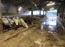 Parmi les 700 éleveurs identifiés sur la zone sinistrée du Pas-de-Calais, 37 éleveurs de bovins laitiers et allaitants et 4 en atelier d’engraissement spécialisé ...