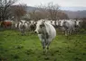 SCEA Chaudesaigues dans l’Aude / élevage de gasconnes des Pyrénées
