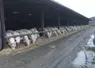 bâtiment engraissement jeunes bovins