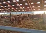 Cette première étude apporte une base de connaissances unique et inédite sur les lésions podales affectant les jeunes bovins en France.