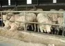 jeunes bovins charolais à l'engraissement