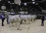 Six bœufs sous le signe officiel de qualité Label Rouge Gasconne des Pyrénées ont défilé sur le ring de présentation du Hall 1, au Salon International de l'Agriculture (Sia) 2024.
