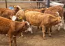 Au Mexique, la filière viande bovine poursuit sa lancée