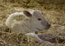 veau nouveau-né de race Charolaise, élevage situé dans la Meuse