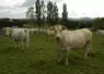 vaches de race blonde d'Aquitaine au pré