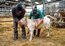  En conventionnement, il n’y a pas de paiement à l’acte mais une cotisation annuelle globale. La relation entre éleveur et vétérinaire est modifiée : tous deux sont ...