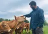 éleveur bovin en bio avec ses vaches de race Limousine