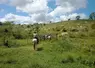 troupeau bovin Brésil