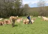 Vaches de race blonde d'Aquitaine au pâturage dans les Pyrénées-Atlantiques. Prairie temporaire.