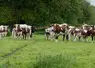 vaches suitées de race Ferrandaise Puy-de-Dôme