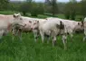 vaches charolaises prairie