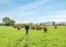 Eleveur bovin dans une prairie avec ses vaches. Grâce aux chèvres, chardons et rumex sont maîtrisés au Gaec de Brantadé, illustrant la complémentarité entre bovins et ...