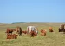 chevaux et vaches allaitantes de race salers se partagent le pâturage des estives dans le Massif Central.