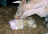 Bovins viande / vêlage / veau charolais nouveau-né âgé de deux heures/ élevage bovin allaitant