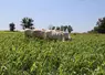 A la ferme expérimentale des Bordes, dans le cadre d'un essai, les génisses charolaises ont pâturé les sorghos 90 jours et enregistré des croissances autour de 700 ...