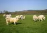 broutards charolais pâturage prairie