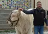 éleveur taureau charolais