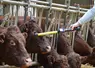 La lecture un à un en proximité nécessite la contention de l'animal. Un frein de taille pour les élevages allaitants. 