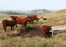 vaches salers auvergne