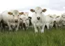 vaches et génisses allaitantes de race charolaise, Charolais Univers 