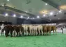 Space 2024 : onze vaches de boucherie aux enchères à la vente « excellence viande » 
