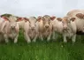 Troupeau de vaches charolaises dans une prairie