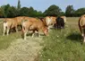 bale grazing ferme expériementale pâturage limousine