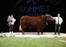 sommet de l'élevage concours bovins viande salers