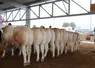 Des taureaux blonds d'Aquitaine se soumettent au regard des juges sur le ring des Pyrénéenes 2024 lors du concours de la race.