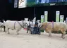 concours charolais Sommet de l'élevage 2024