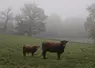 vache salers avec son veau