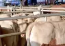 <em class="placeholder">Bovins viande / commercialisation / broutards blonds sur le marché aux bestiaux de Rabastens</em>