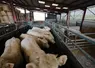 broutards charolais chargement