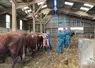 <em class="placeholder">etudiants veterinaires elevage salers</em>