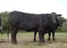 <em class="placeholder">boeufs croisés limousines angus </em>