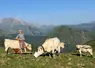 <em class="placeholder">Eleveur bovin viande et vaches charolaise à l&#039;estive dans les Hautes-Pyrénées. Pâturage, transhumance, agriculture de montagne.</em>