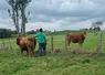 éleveur limousine prairies