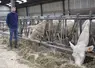 <em class="placeholder">éleveur stabulation vaches charolaises</em>