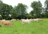 vaches pâturage engraissement charolaise aubrac