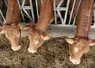 <em class="placeholder">vaches limousines ferme expérimentale de Thorigné d&#039;Anjou</em>
