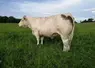 <em class="placeholder">vaches charolaises engraissement pâturage</em>
