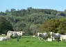 <em class="placeholder">vaches charolaises pâturage prairie</em>