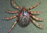 <em class="placeholder">Tique Hyalomma marginatum femelle, à jeun.</em>