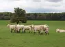 <em class="placeholder">Broutards charolais au pré en octobre dans la Nièvre</em>
