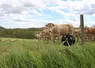 Génisses blondes d'Aquitaine au pâturage