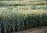 champ de triticale essais variétaux