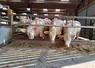 <em class="placeholder">vaches charolaises engraissement</em>