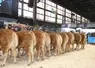 Alignement de femelles de boucherie label rouge de race limousine à la vente aux enchère au salon de l'agriculture 2025