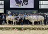 Concours général agricole 2025 race blanc bleu